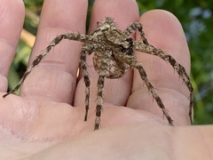 Dolomedes albineus
