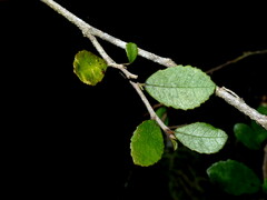 Streblus heterophyllus