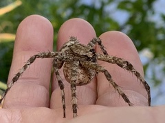 Dolomedes albineus