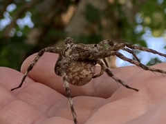 Dolomedes albineus