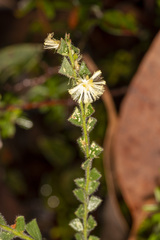 Acacia chrysocephala