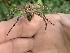 Dolomedes albineus