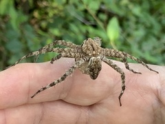 Dolomedes albineus