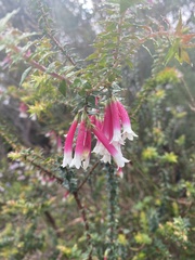 Epacris longiflora