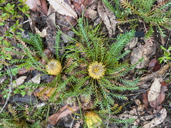 Banksia dallanneyi