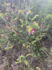 Epacris longiflora