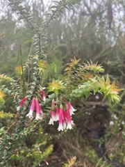 Epacris longiflora