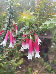 Epacris longiflora