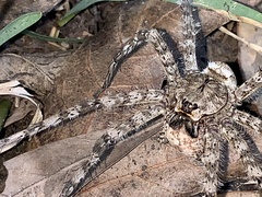Dolomedes albineus