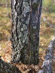 Flavopunctelia soredica