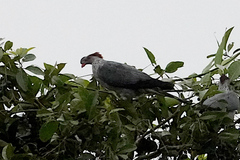 Lopholaimus antarcticus