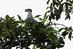 Lopholaimus antarcticus