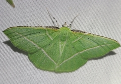 Dichorda illustraria