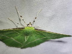 Dichorda illustraria