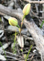 Thelymitra antennifera