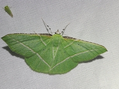 Dichorda illustraria