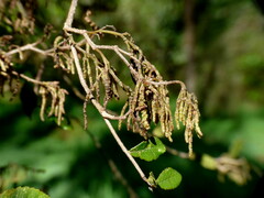 Streblus heterophyllus