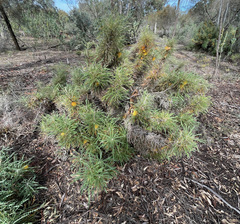 Banksia formosa