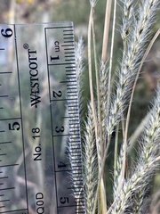 Muhlenbergia alopecuroides