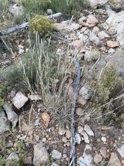 Muhlenbergia alopecuroides