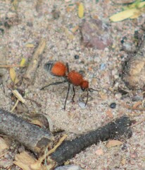 Dasymutilla bioculata