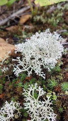 Pseudevernia consocians