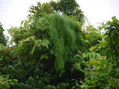 Asparagus racemosus