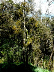 Streblus heterophyllus