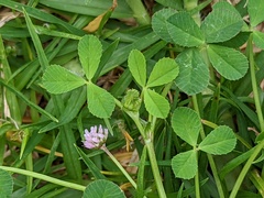 Trifolium resupinatum