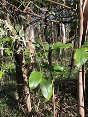 Clematis glycinoides