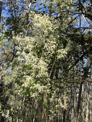 Clematis glycinoides