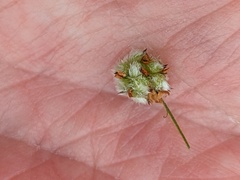 Trifolium resupinatum