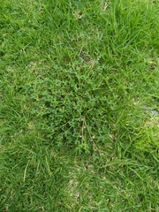 Trifolium resupinatum