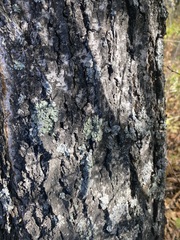 Flavopunctelia soredica