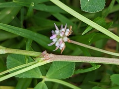 Trifolium resupinatum