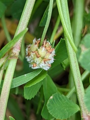 Trifolium resupinatum
