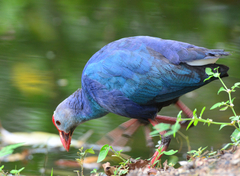 Porphyrio poliocephalus