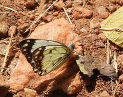 Belenois creona severina