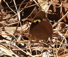 Junonia oenone oenone