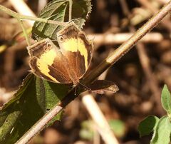 Junonia elgiva