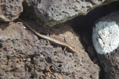 Cryptoblepharus poecilopleurus paschalis