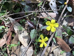 Hibbertia dentata