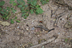 Dasymutilla bioculata