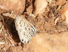 Leptotes pirithous