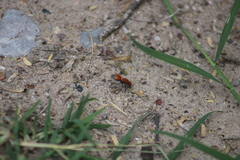 Dasymutilla bioculata