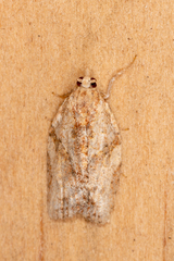 Epiphyas postvittana