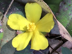 Hibbertia dentata