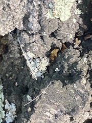 Flavopunctelia soredica