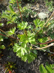 Anemonastrum sibiricum