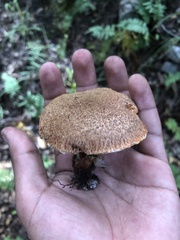 Suillus lakei